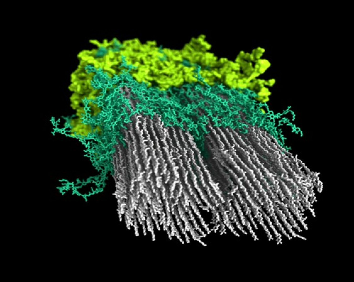 nrel-plant-cell