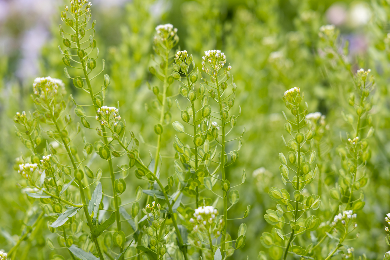 RCR Pennycress