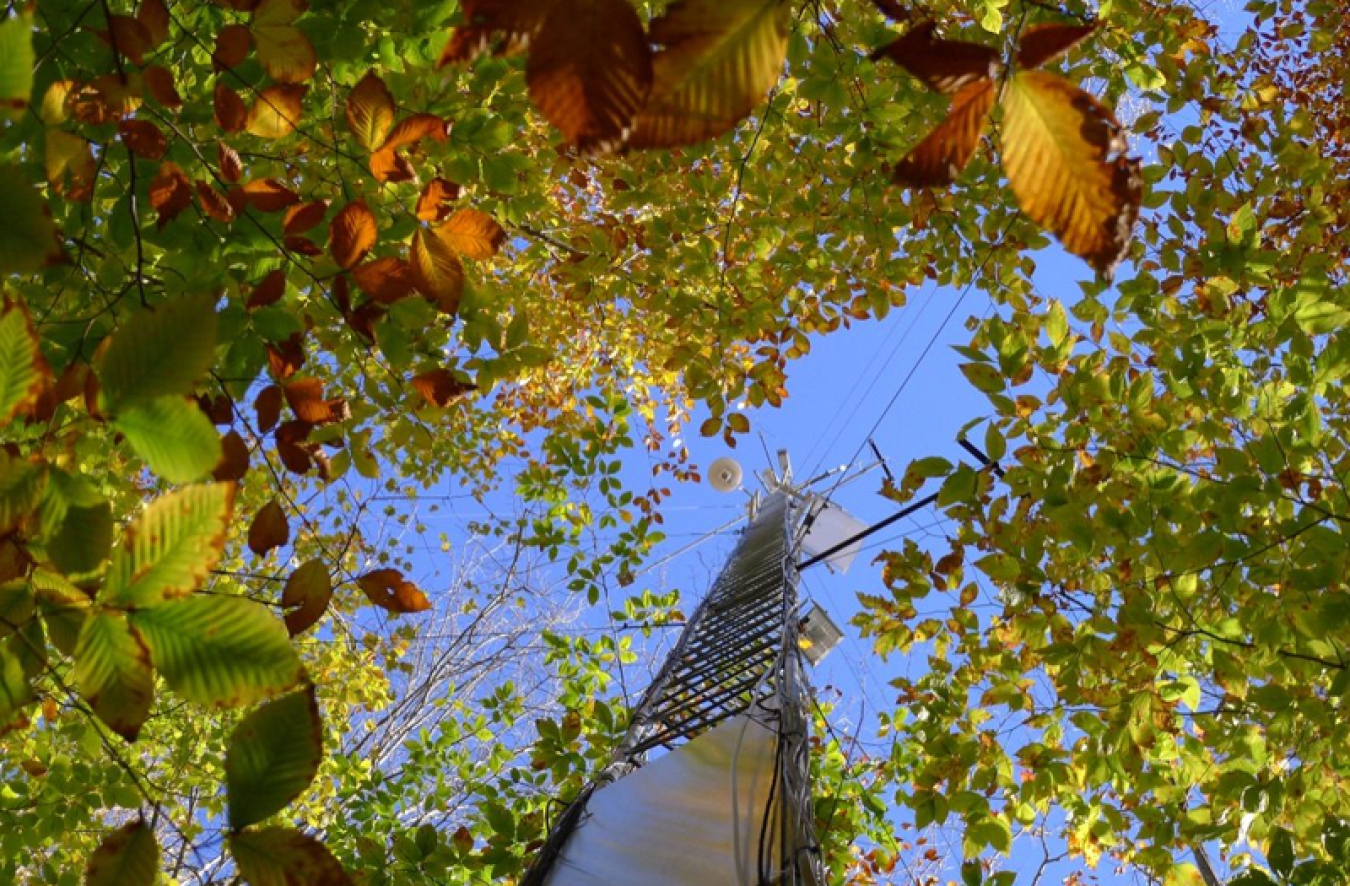 View looking up at a tall tower through green leaves and branches surrounding the view.