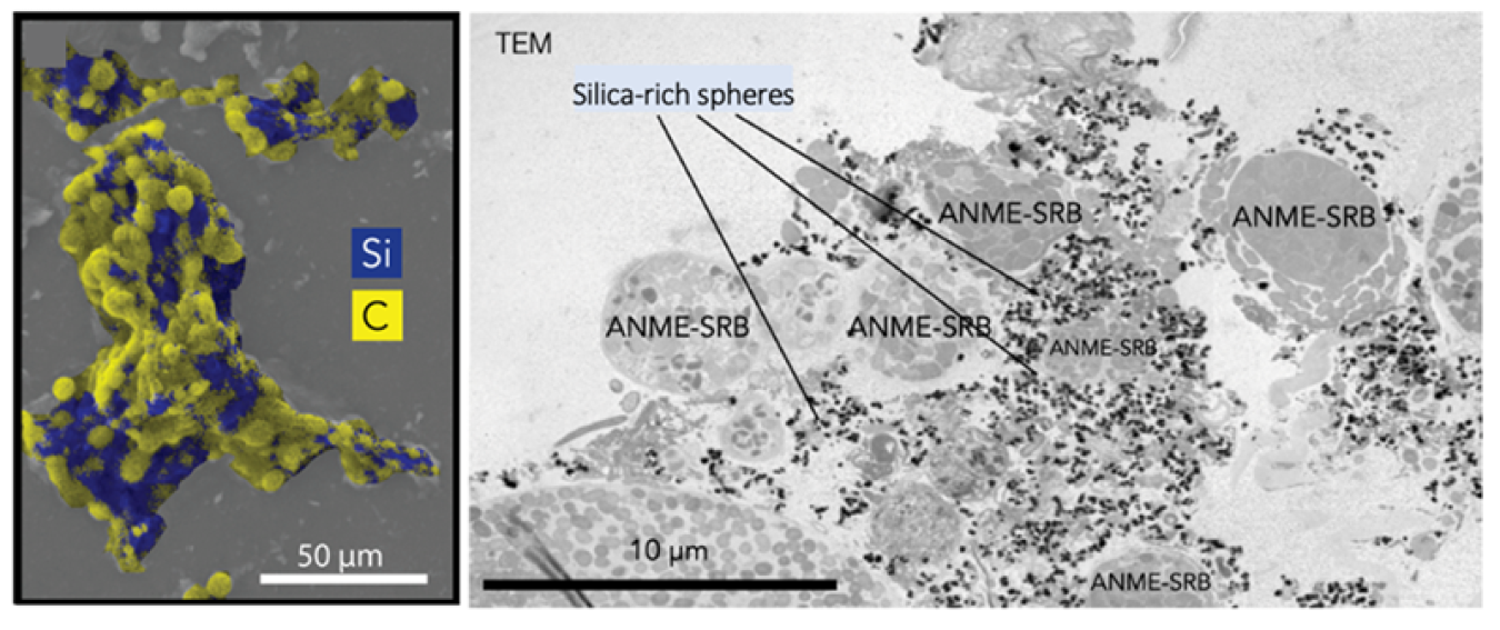 Left: Scanning electron microscope and X-ray (EDX) images of microbe consortia (yellow) and silica (blue). Right: transmission electron microscope image of microbe consortia with silica spheres of silica.