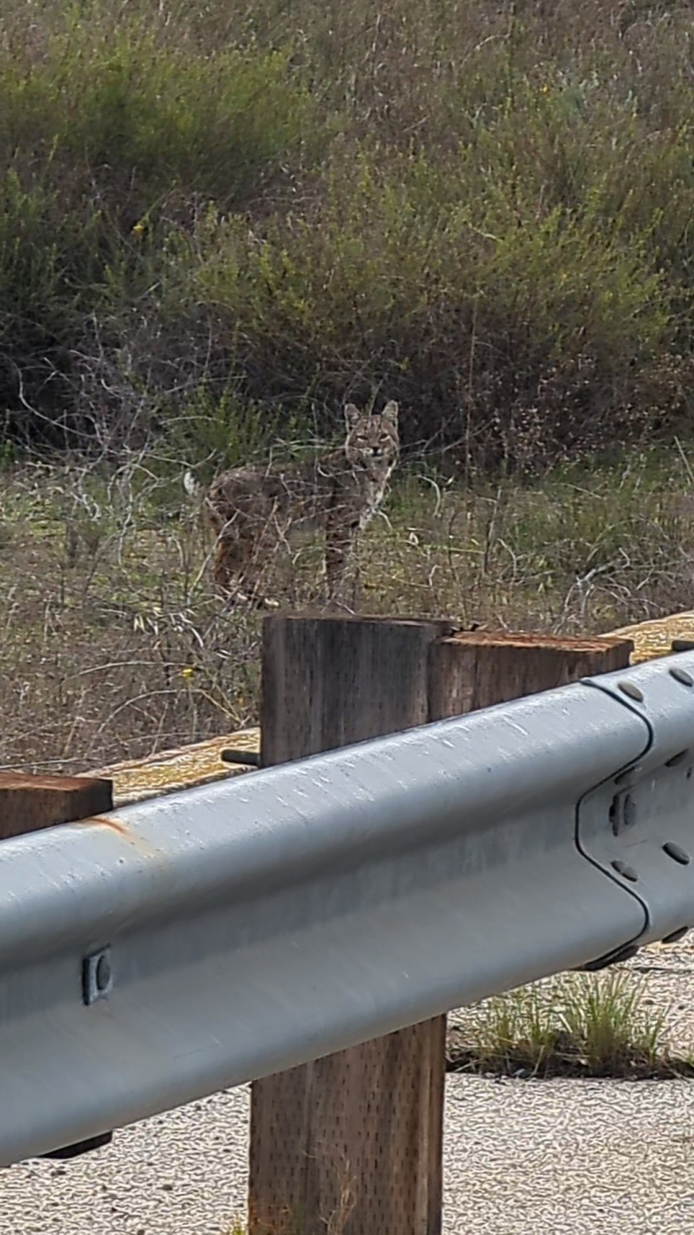 Bobcat by the side of the road