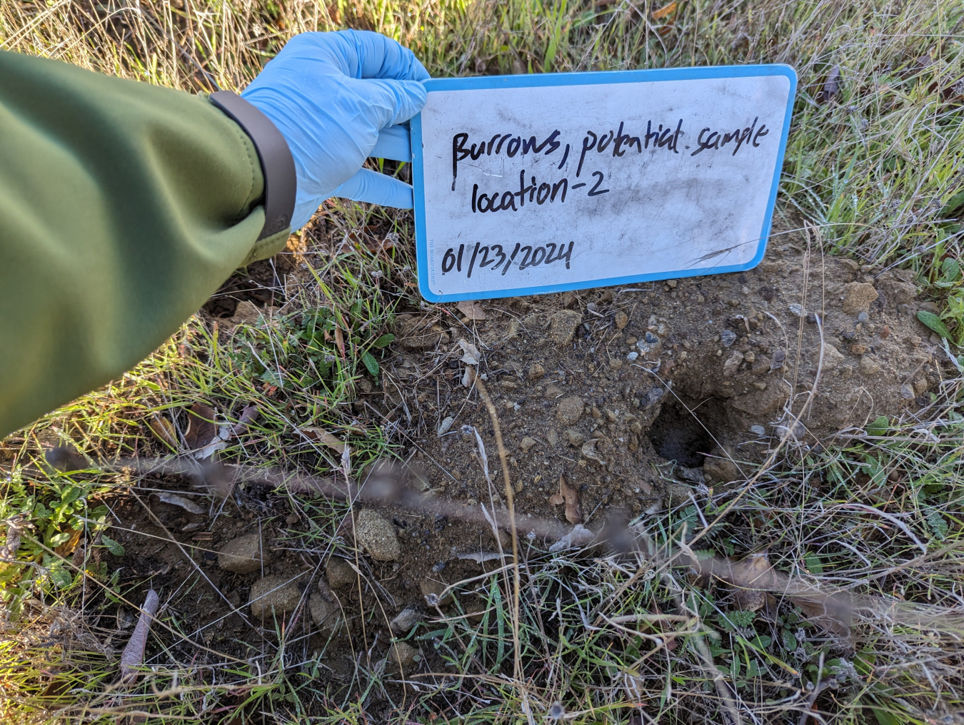 Gloved hand holding sign Burrows, potential sample location-2 above a hole in the ground.