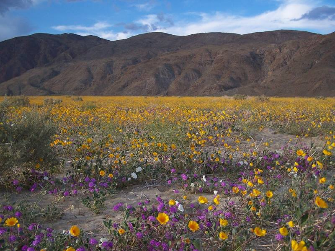 Like desert wildflowers that bloom after rain, soil bacteria have evolved life strategies that determine when and where they grow. Having a small, streamlined genome may help some bacteria survive in dry soils.