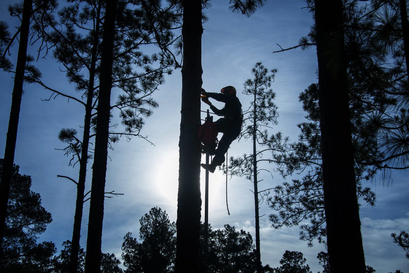 Silhouette of person who has ascended a tree surrounded by other trees