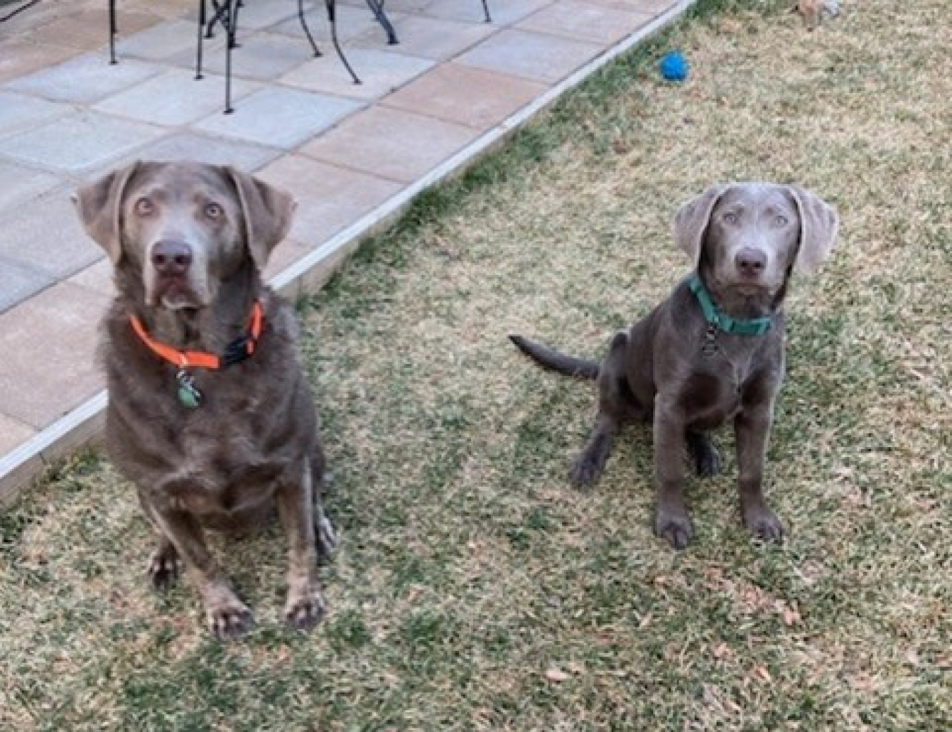 Two brownish grey Labrador dogs sit attentively.
