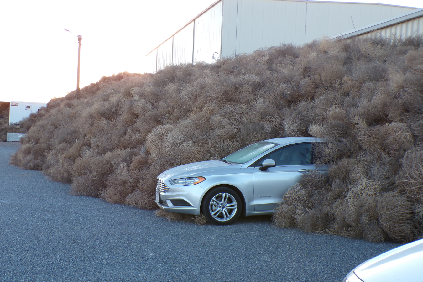 A silver car covered and piled in brown tumbleweeds 