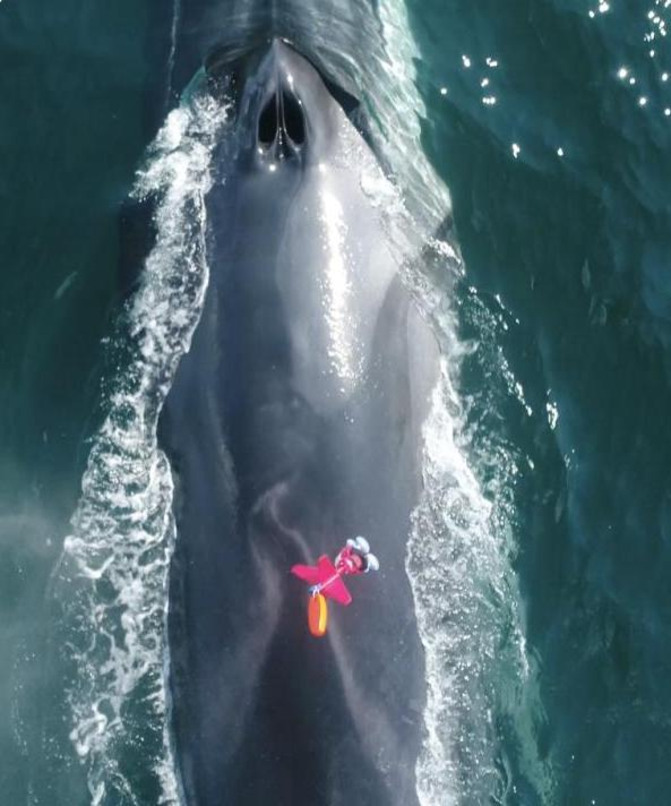 Overhead view of a whale with a small tag atop its body.