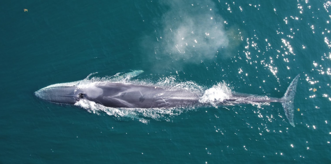 Overhead view of a whale.