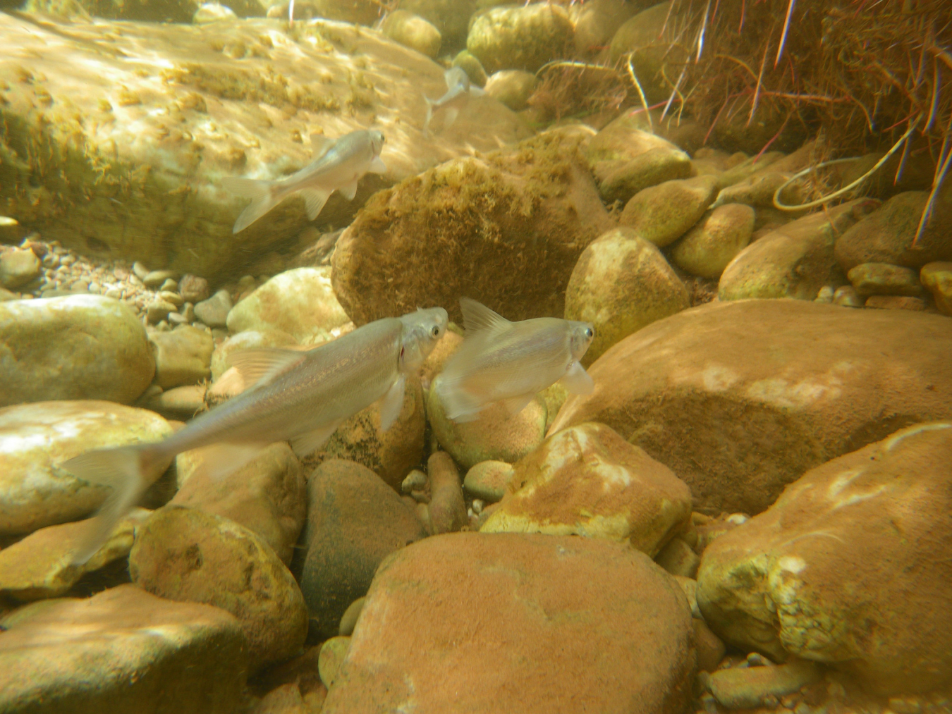 Four fish move among rocks underwater
