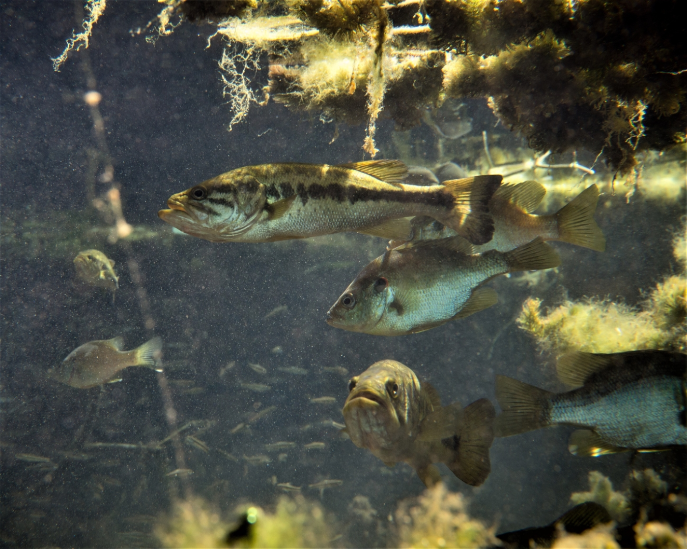 Several fish moving underwater