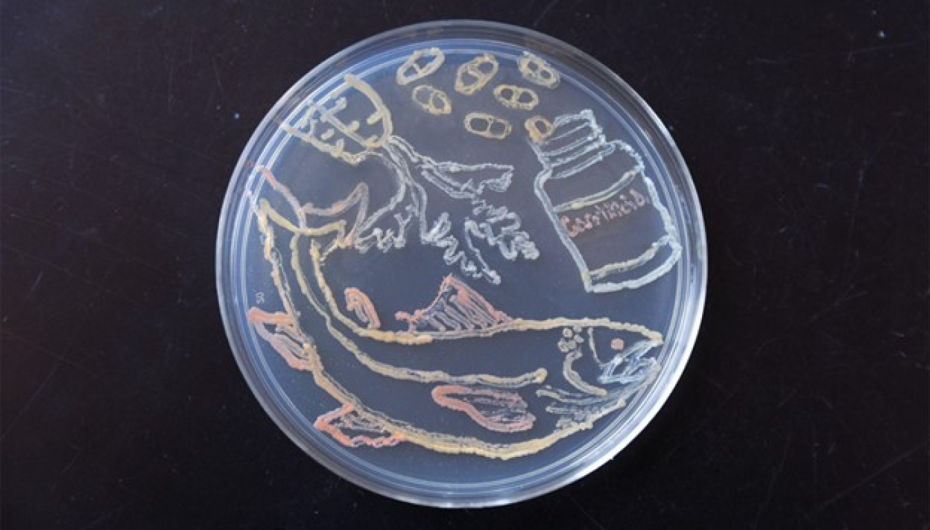 Scientists engineered strains of Novosphingobium aromaticivorans to produce carotenoids, organic pigments that give carrots and salmon their colors and that are a popular nutritional supplement.