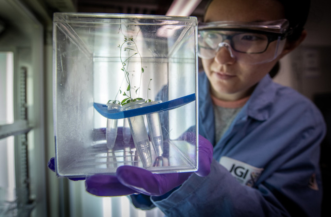 Amber Golini (an East Asian woman in a lab coat labeled JGI, lab gloves, and safety goggles) is holding up a transparent box with test tubes with small plants in them.