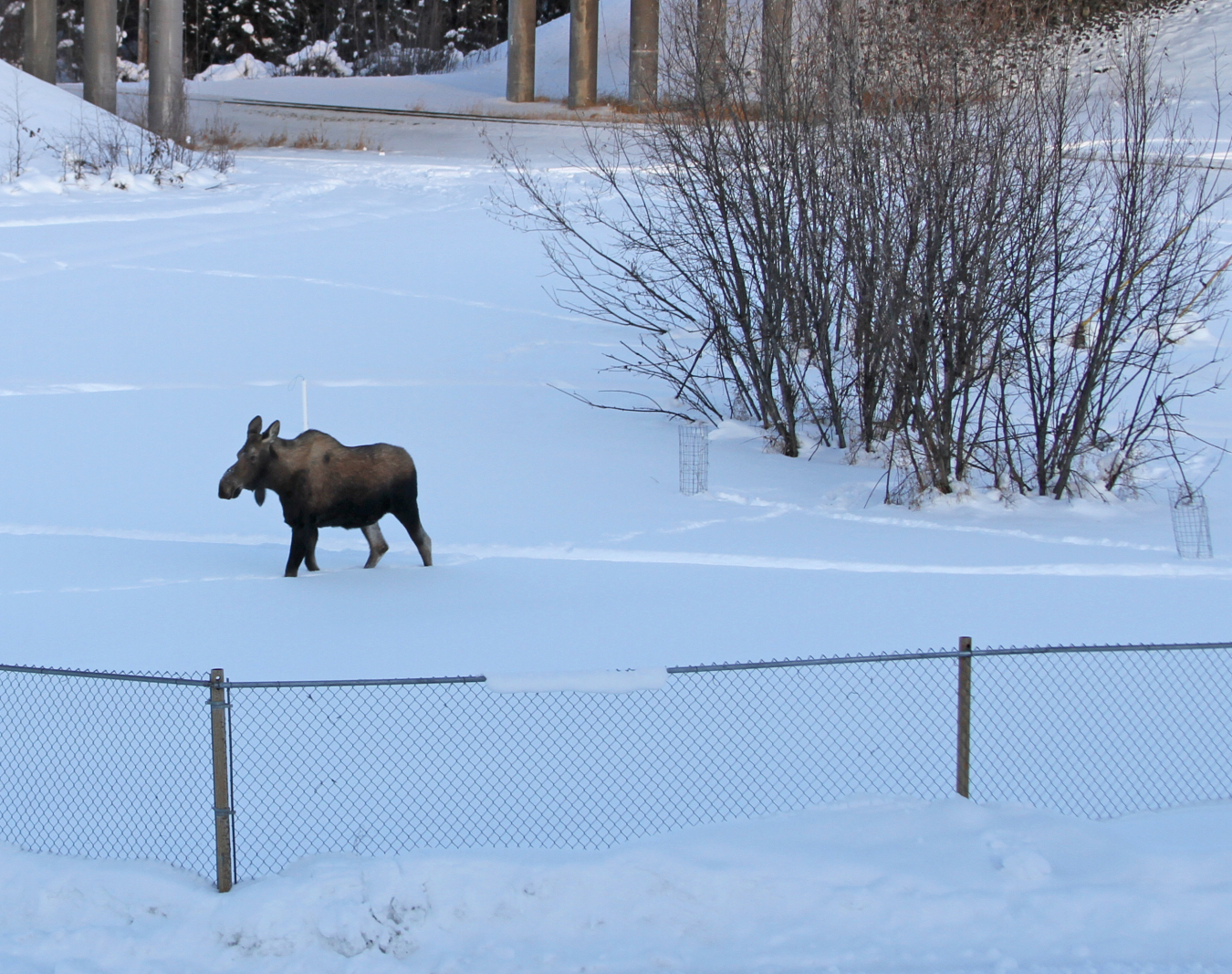 A moose visits NREL’s Alaska Campus and walks on top of the hidden, buried ground loop for the geothermal system.
