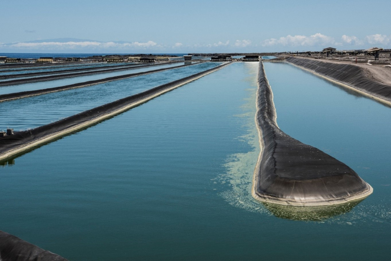 Algae Harmonization