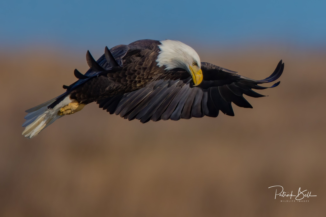 Eagle