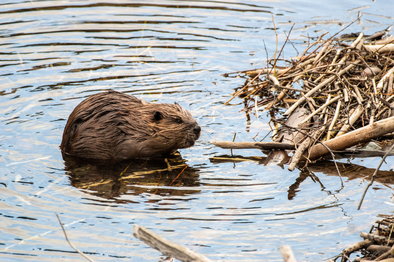 Fernald Beaver