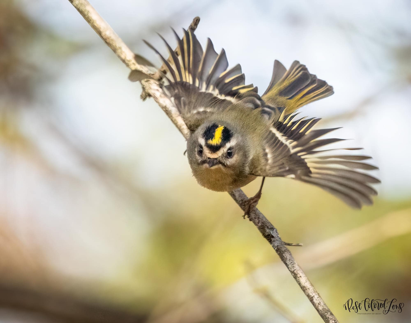 Kinglet Becky