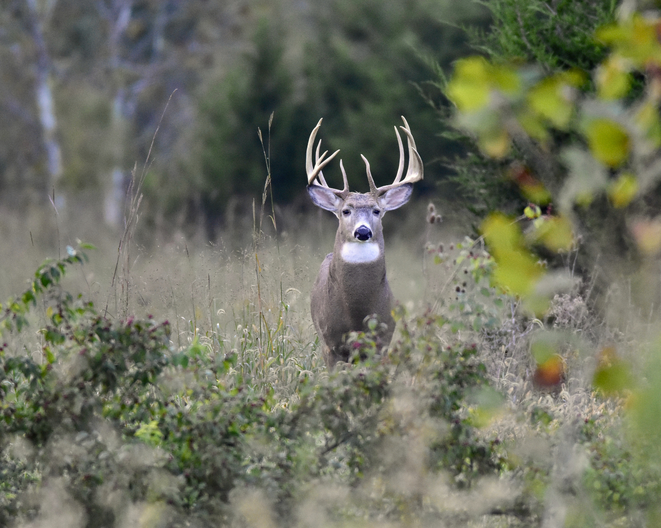 Buck Fernald