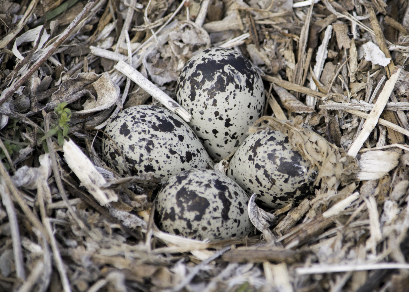 Killdeer eggs like these are present