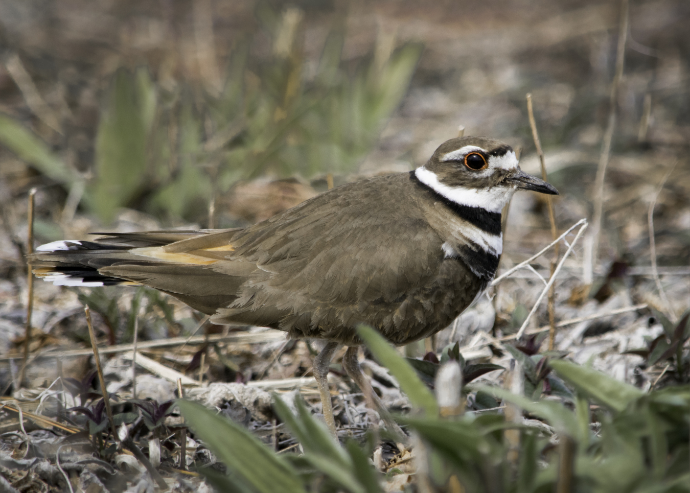 Killdeer Weldon