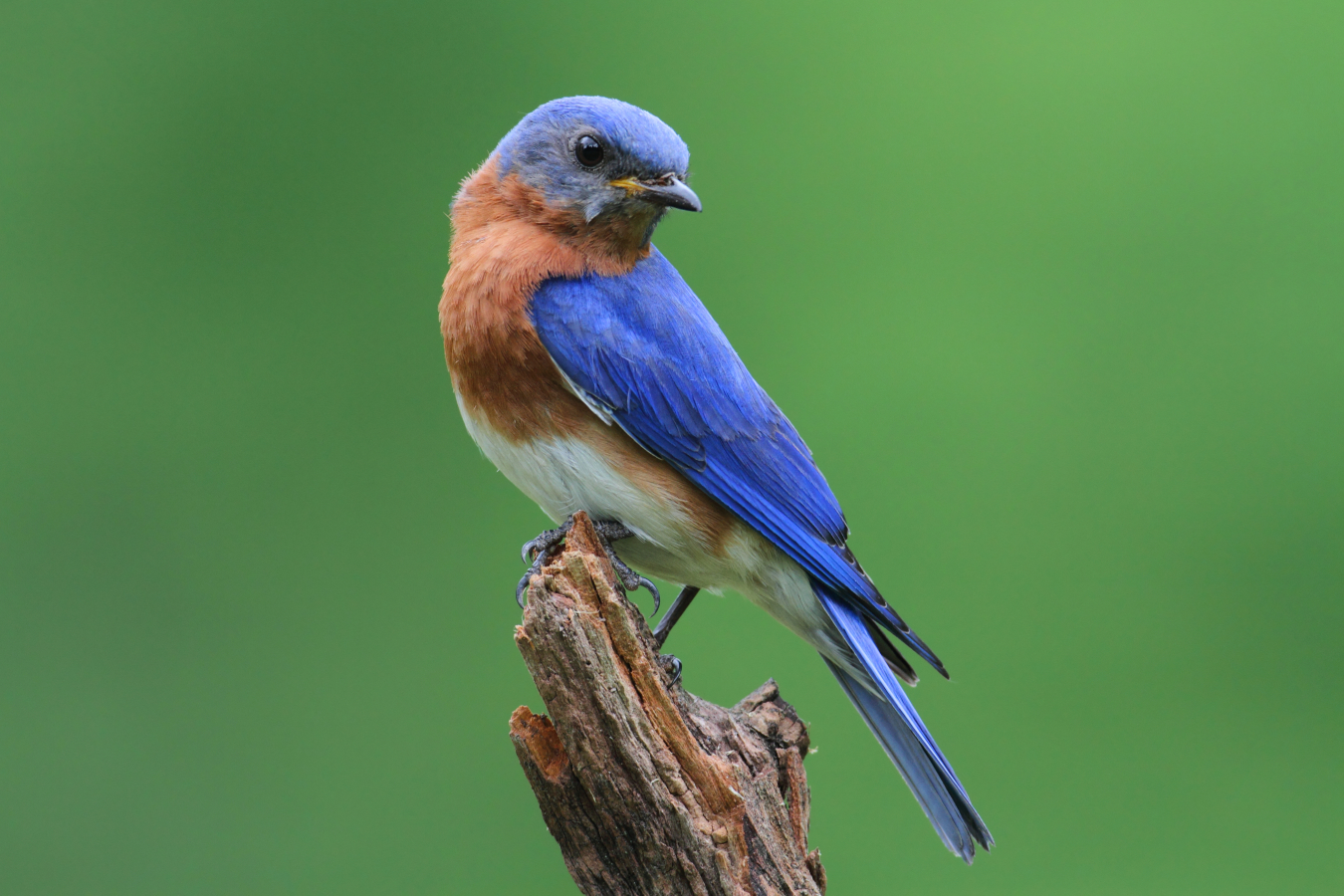 Weldon bluebird