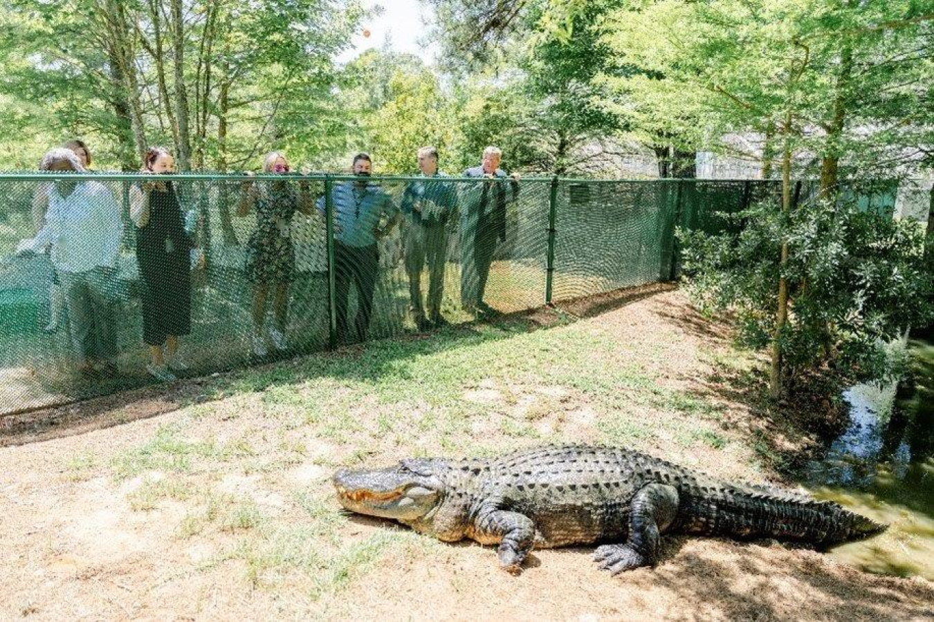 People stand behind a fence and observe an alligator.