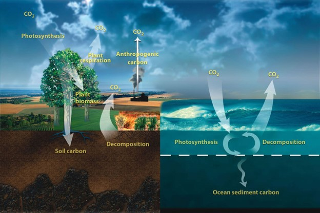The carbon cycle describes how carbon moves between the atmosphere, soils, living creatures, the ocean, and human sources.