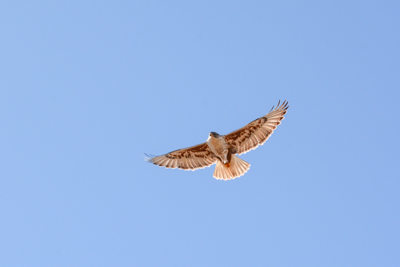 A hawk flying through the blue sky