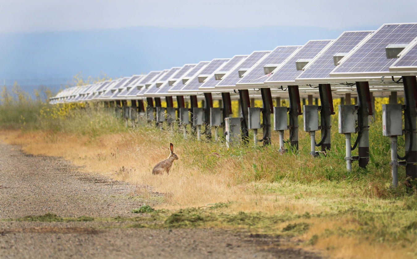 Jackrabbit