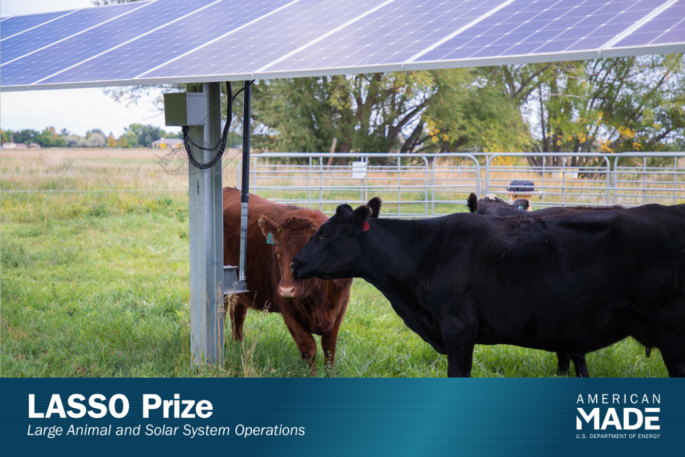 two cows, one brown, one black, stand under a solar panel in a grassy field