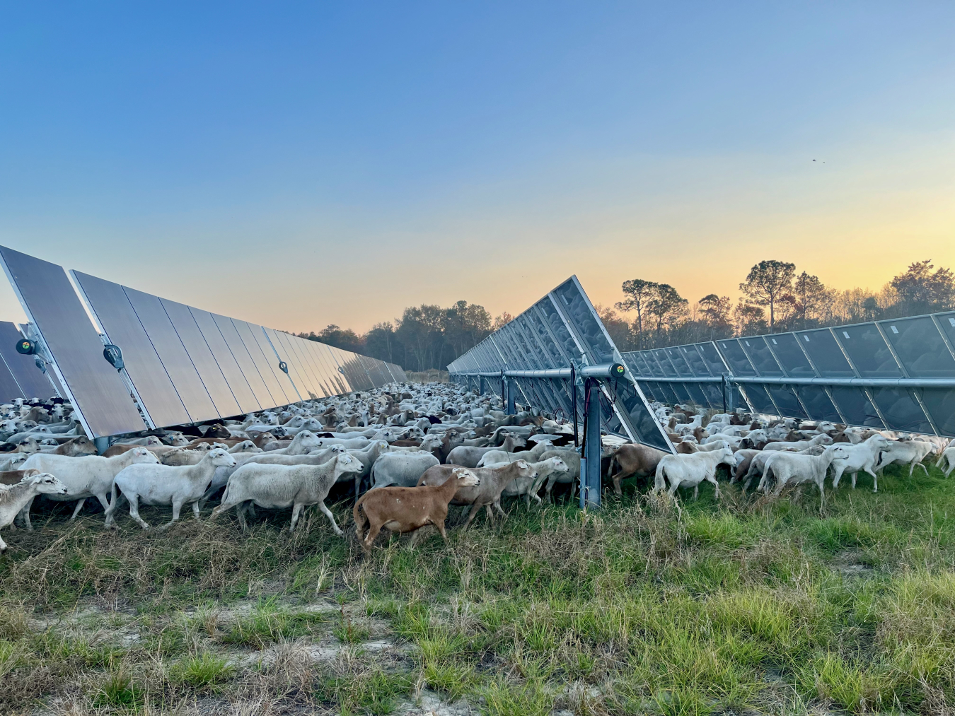 SRC Solar Savanna_de Vries_Solar and Wildlife