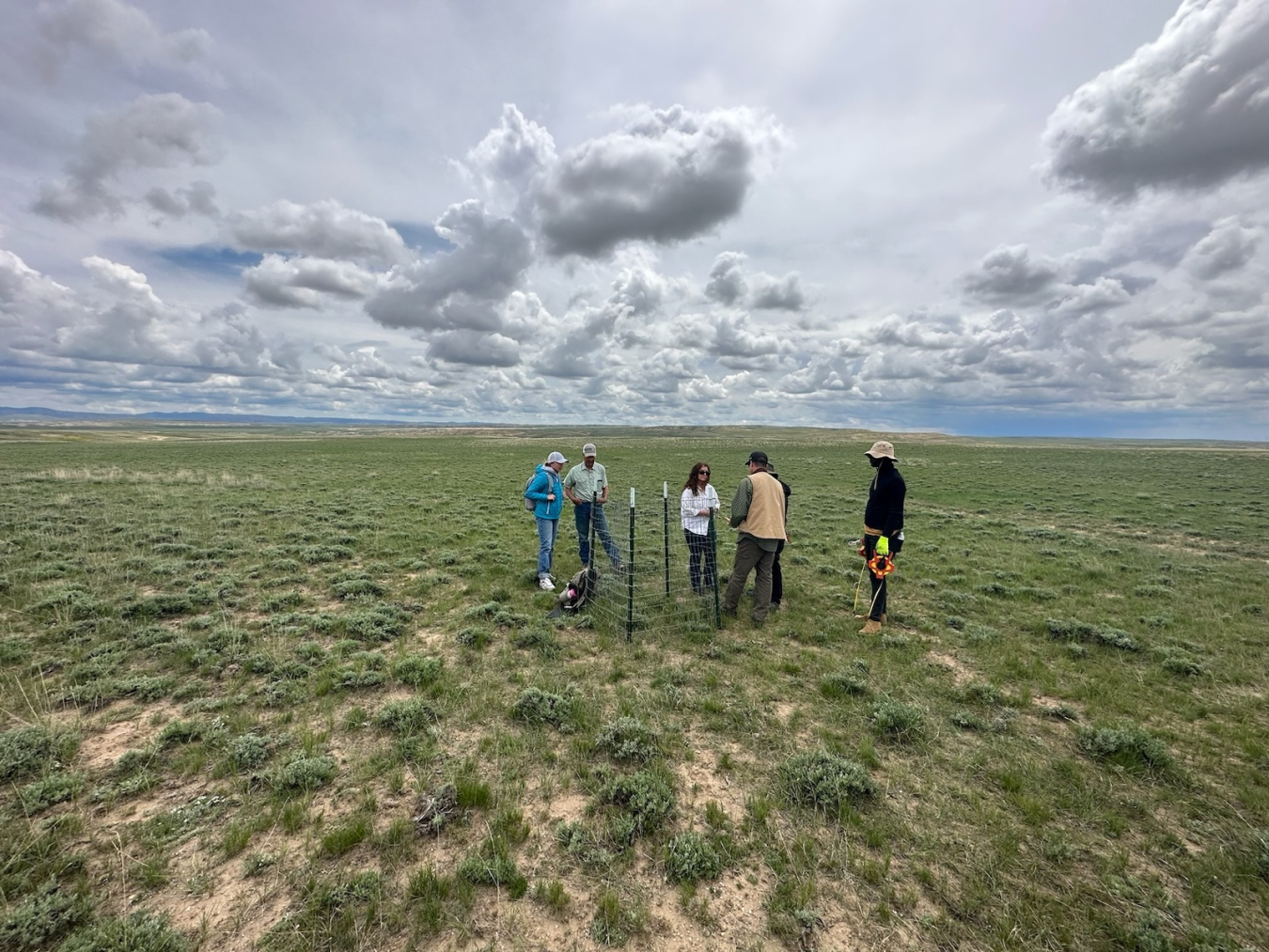 Shirley Basin grazing photo