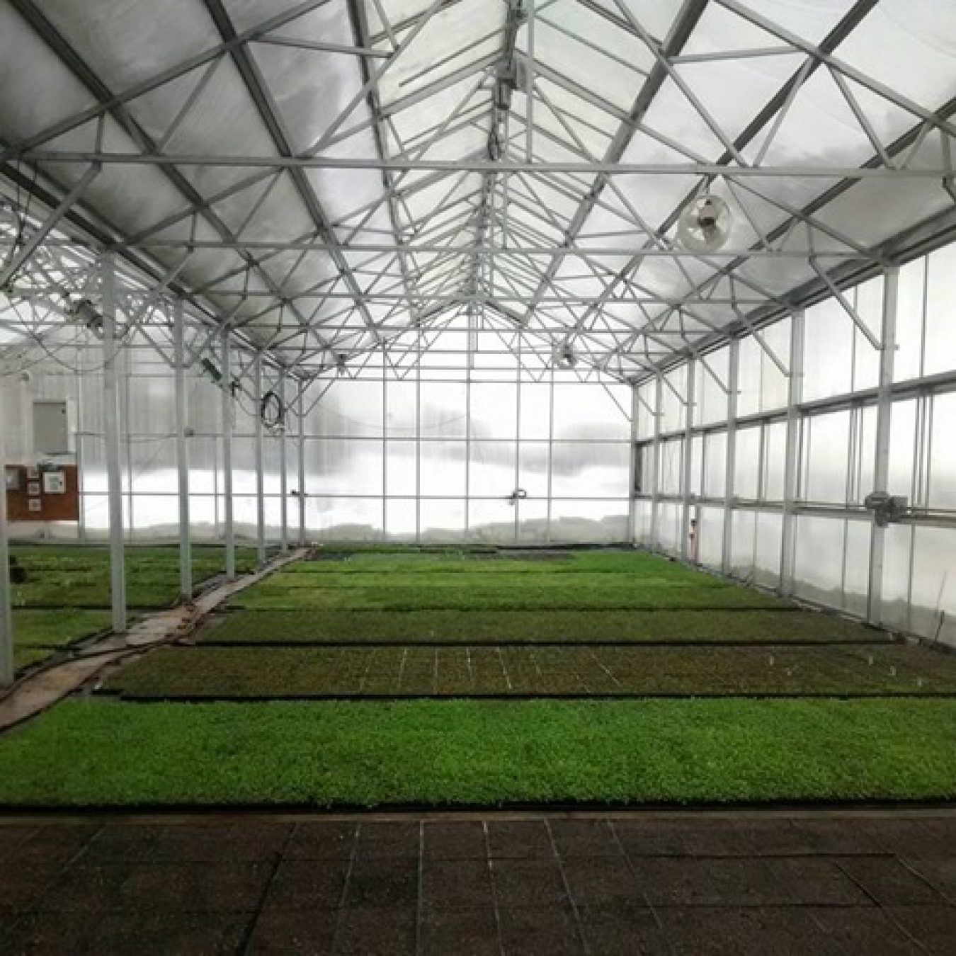 Photo of the interior of a greenhouse.