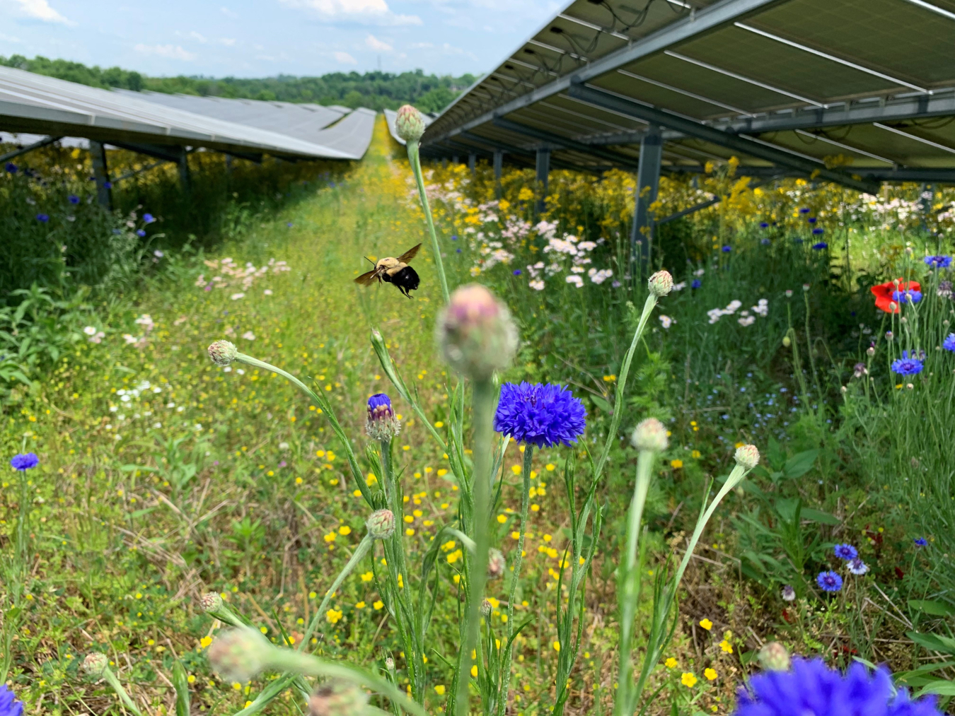A bee pollinates native Kentucky wildflowers growing between rows of solar panels at the E.W. Brown Solar Farm
