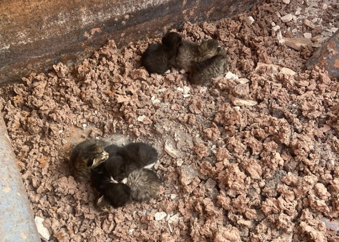 Seven small kittens in the dirt