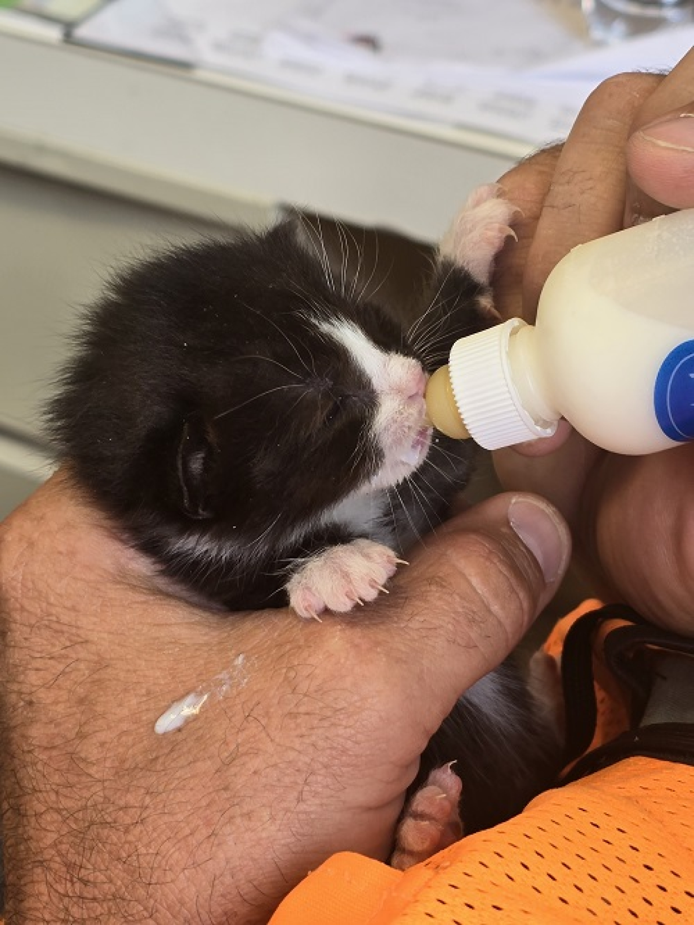 A small black and white kitten eating from a baby bottle
