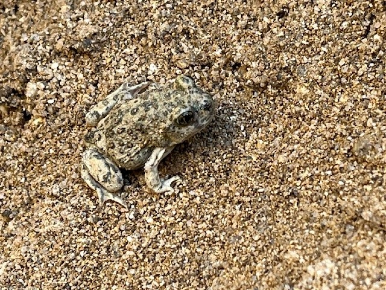 Spadefoot toad