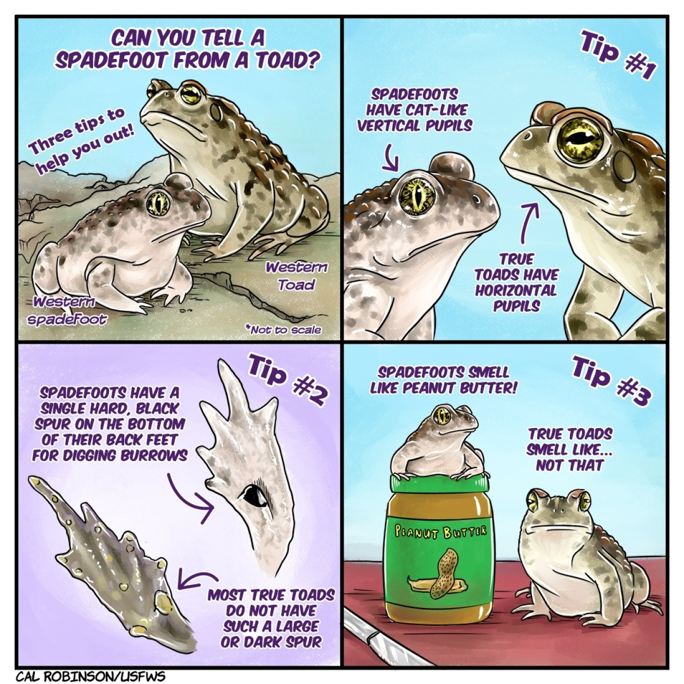 Spadefoot toad comic by the USFWS