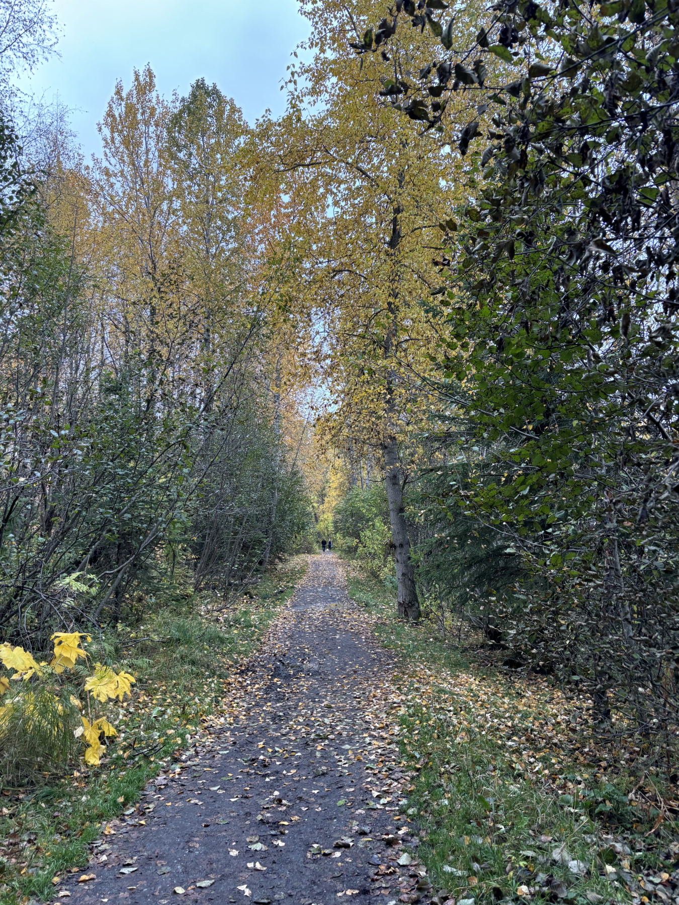 The trail at Taku Lake Park in Anchorage, Alaska.