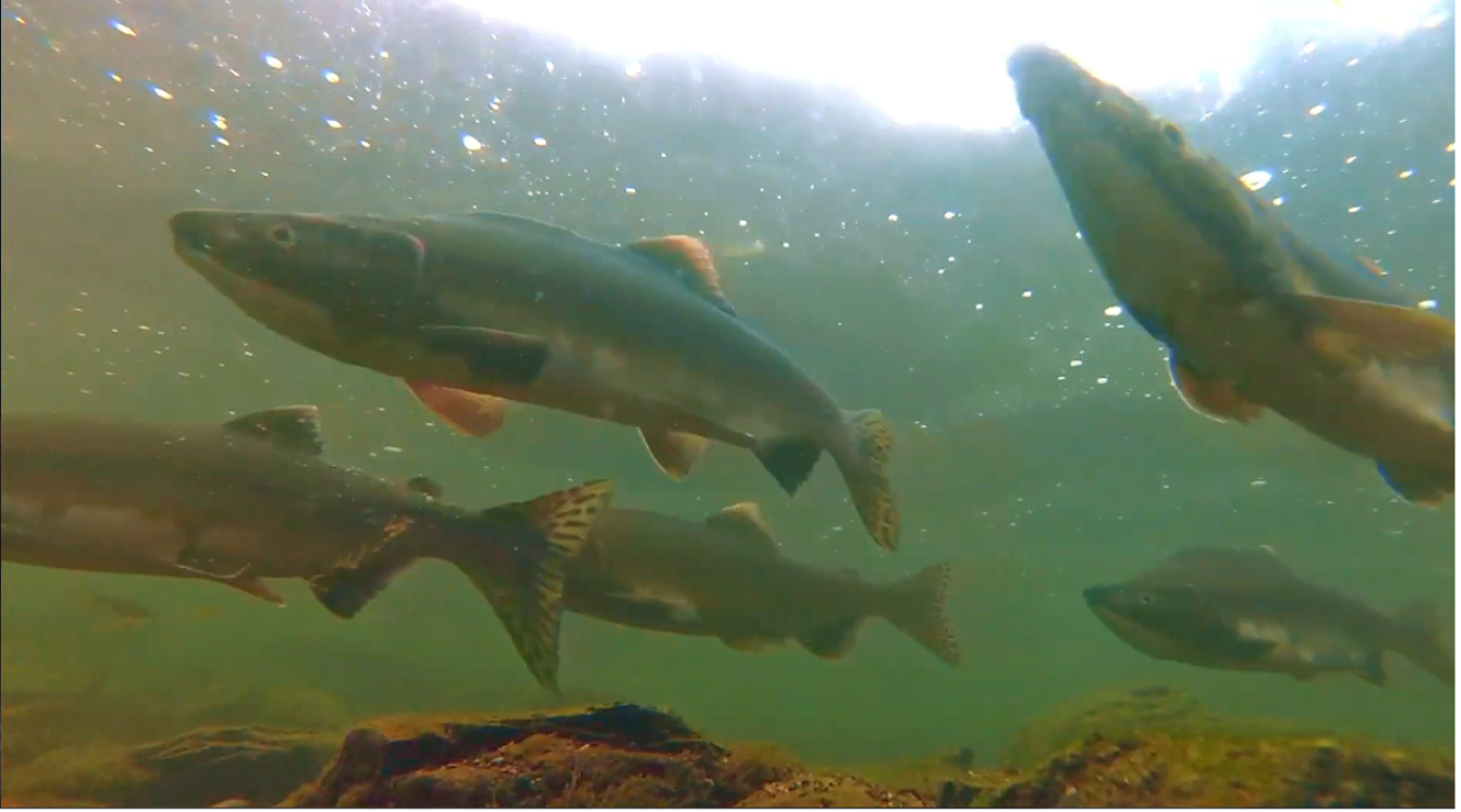 Salmon freely swim in water