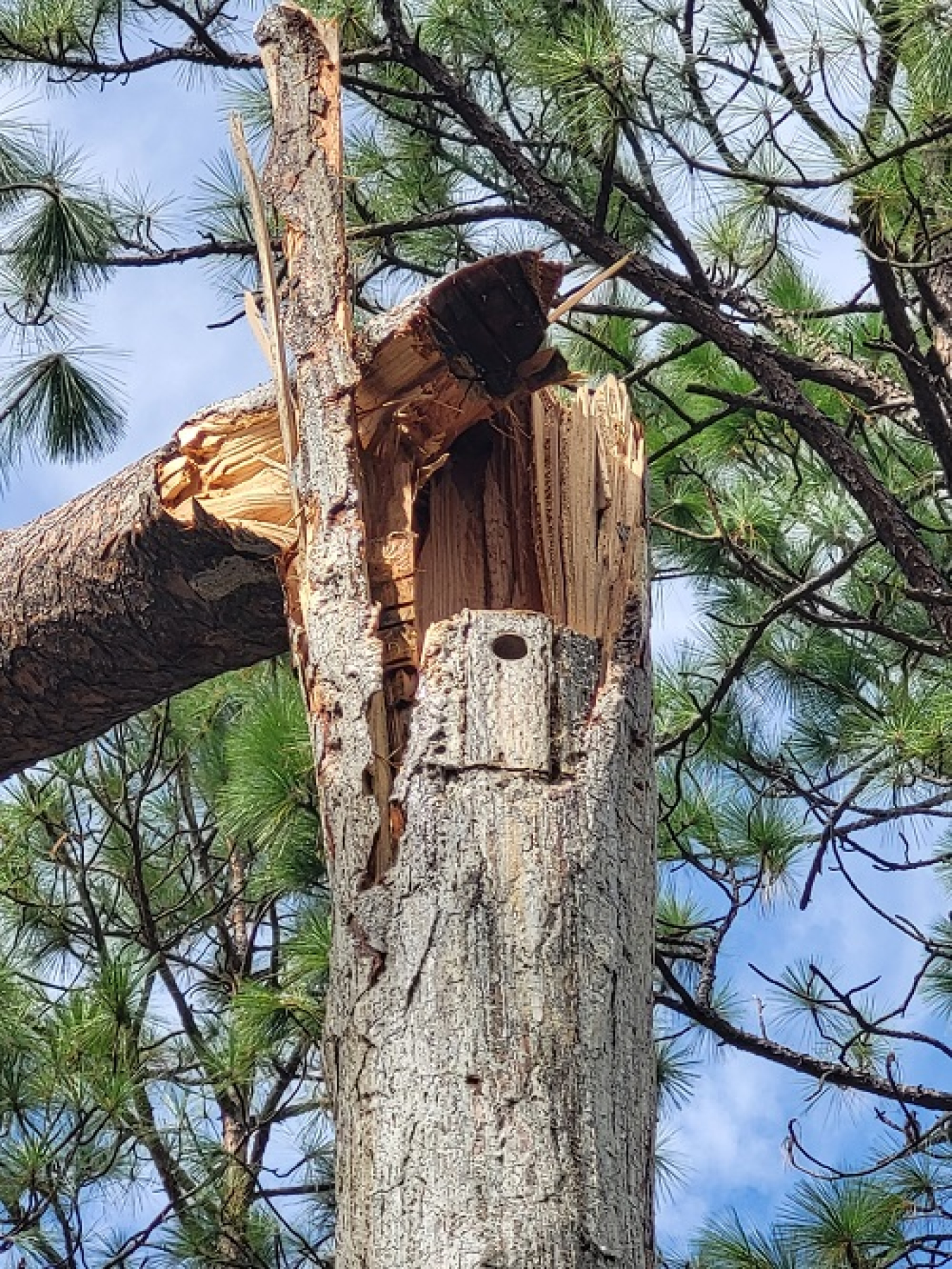 An up close shot of a split tree trunk