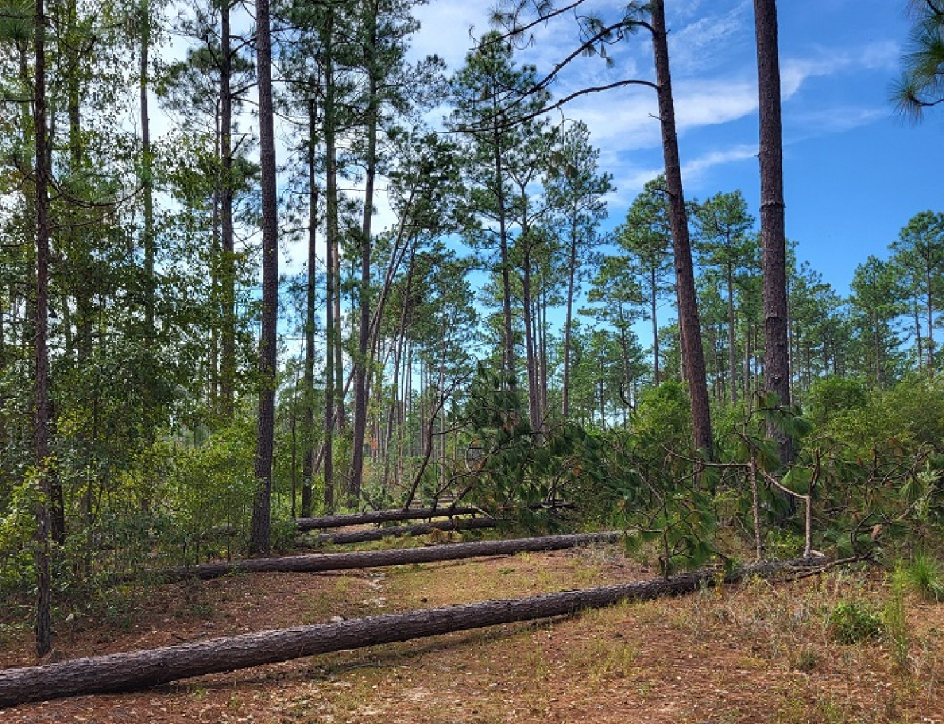 A forest with multiple trees that fell down due to a hurricane