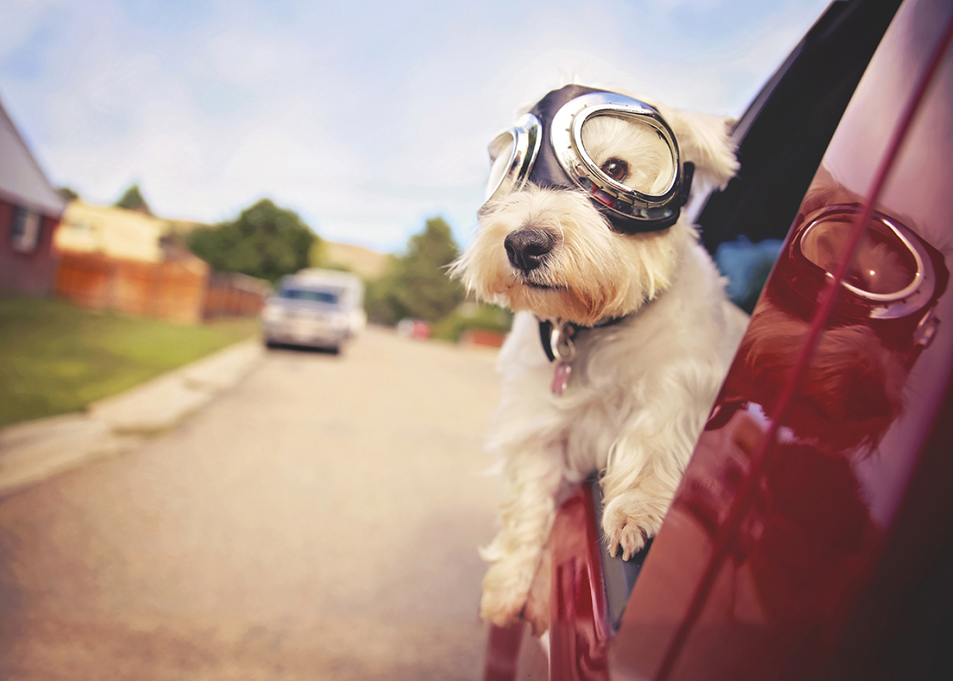 A dog in the passenger seat of a car
