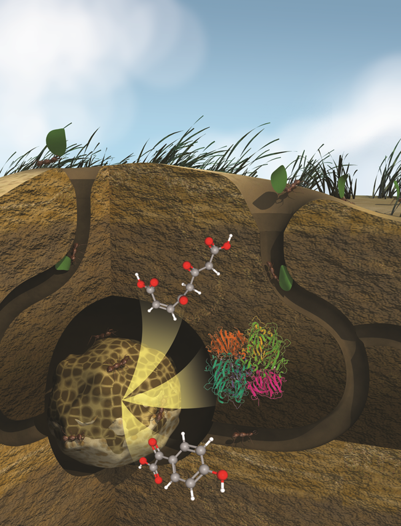 Newswise: 050525-ber-fungal-gardens.png?itok=YMyTSclS