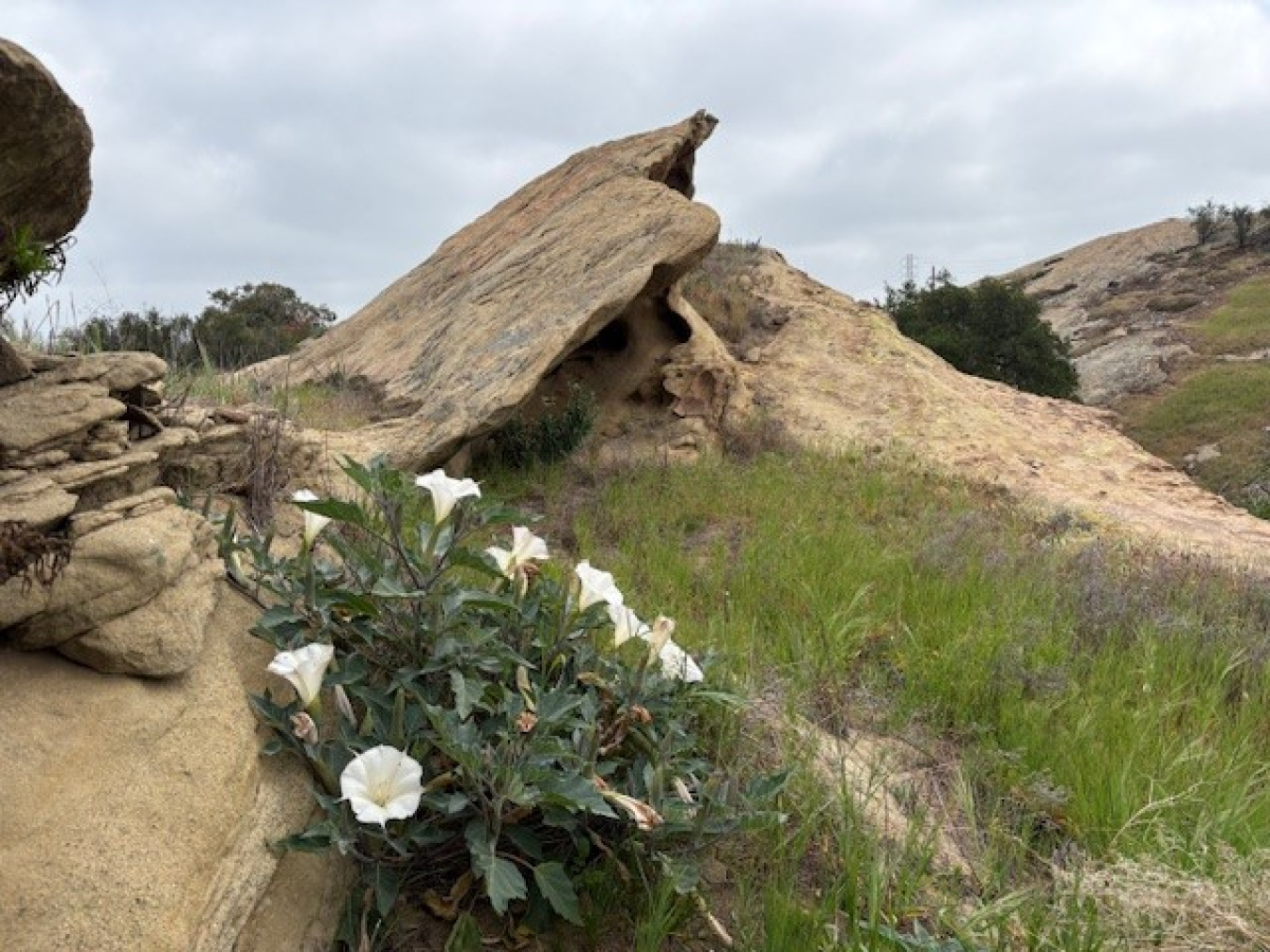 Flowers in front of Chatsworth Formation