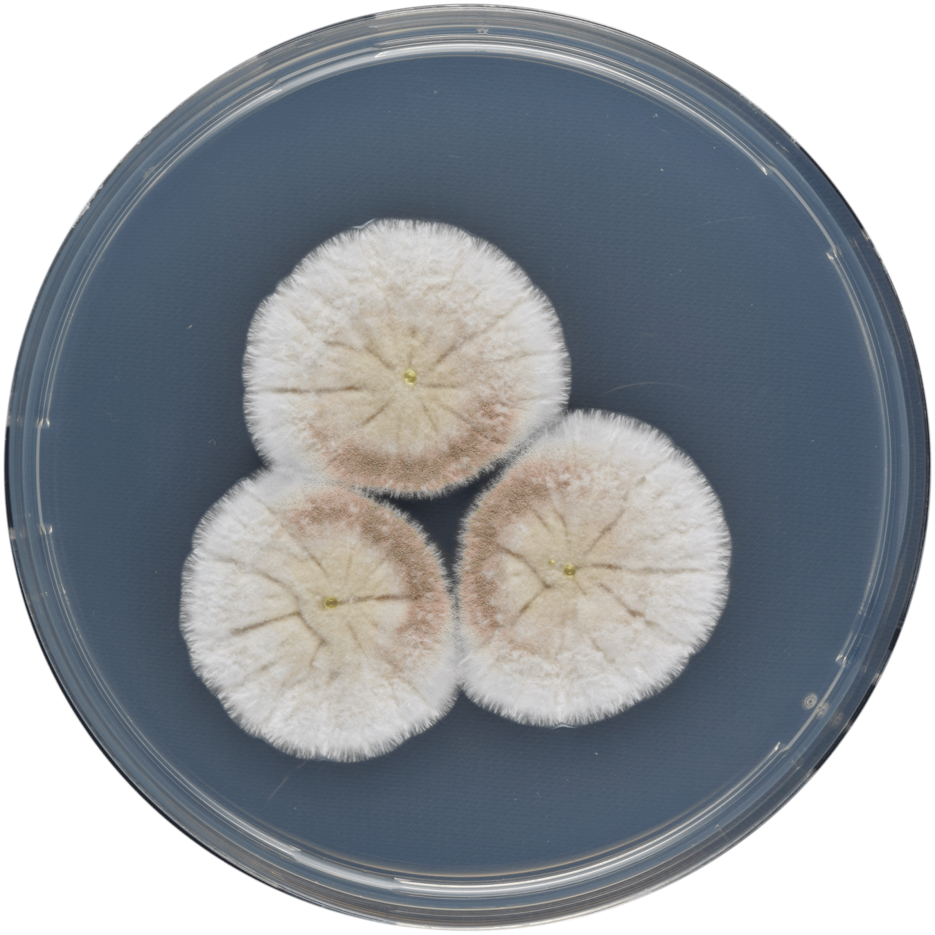 Researchers further illuminated the genetic diversity within the Aspergillus genus of fungi.