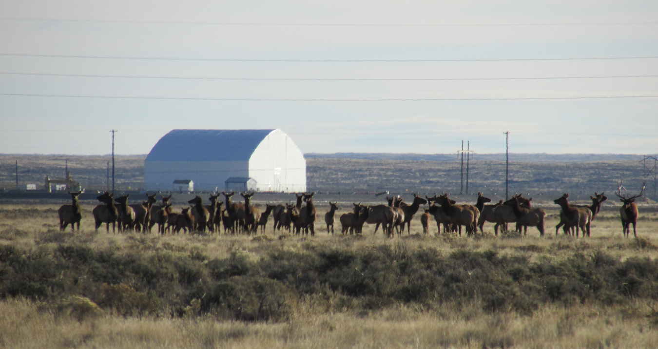 A heard of elks in a field in Idaho with a white building in the background