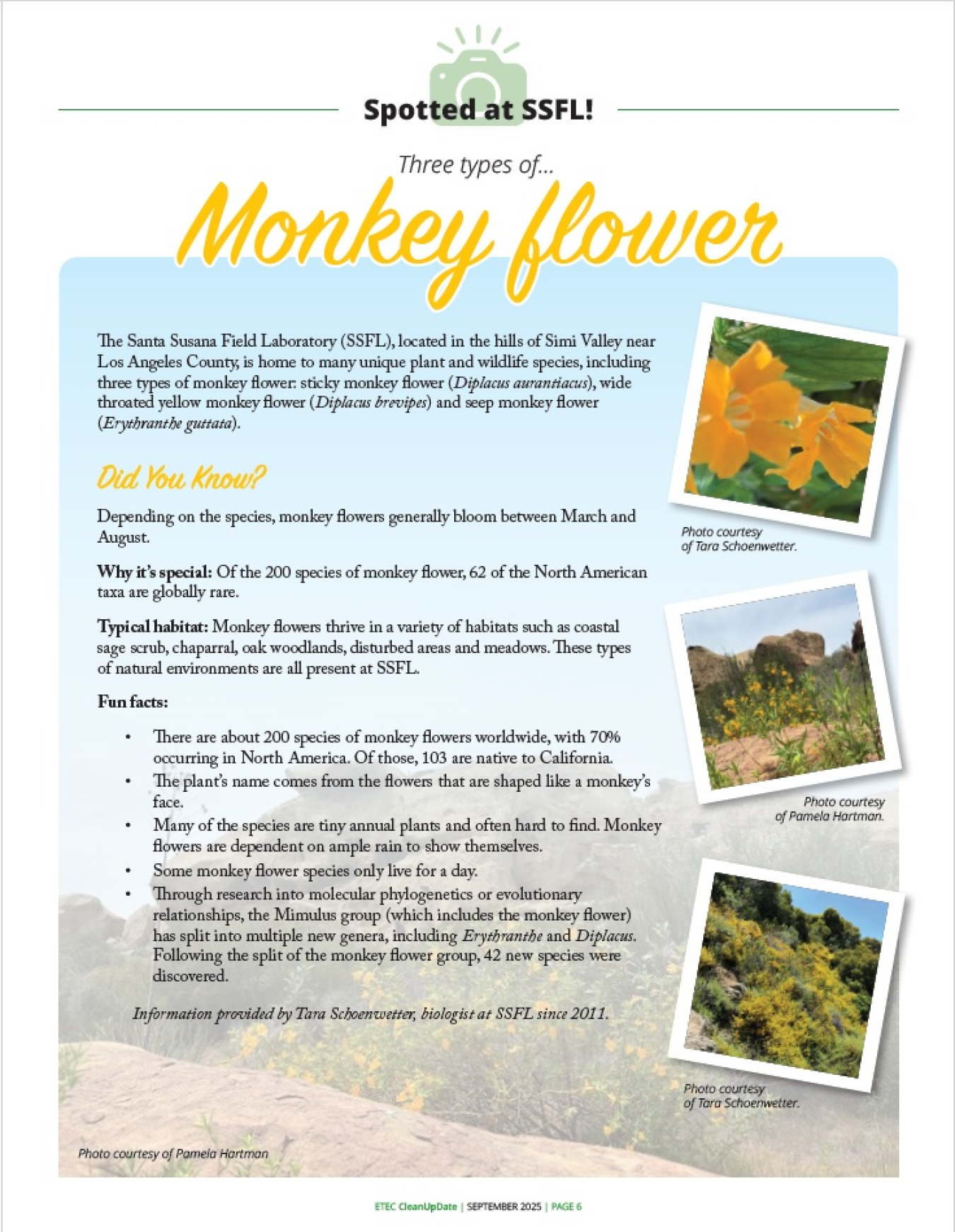 Facts about the monkey flower