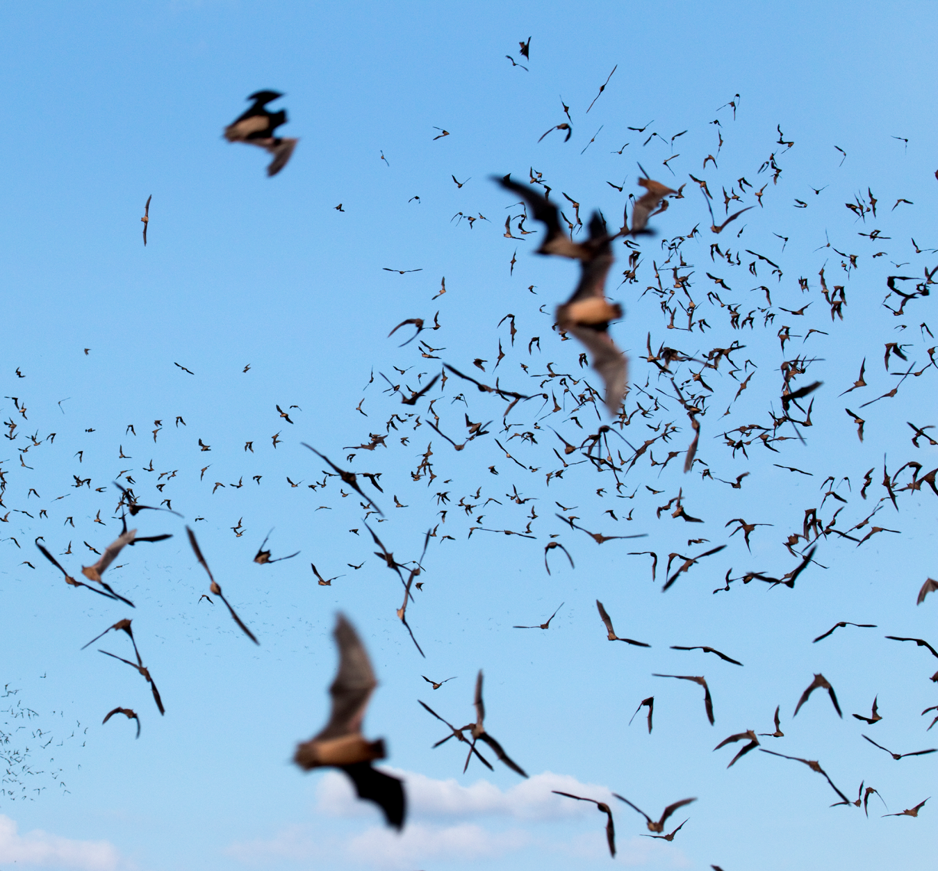Bats flying in sky