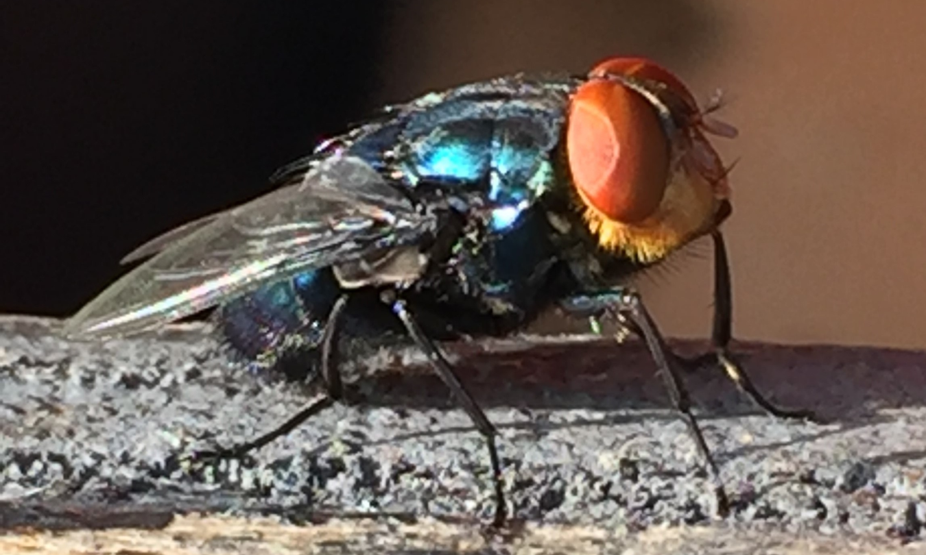 A photo of a New World Screwworm fly. It's eyes are orange and its body is iridescent green.